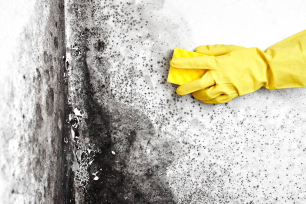 Best Fast Mold Removal  in Marengo, IA