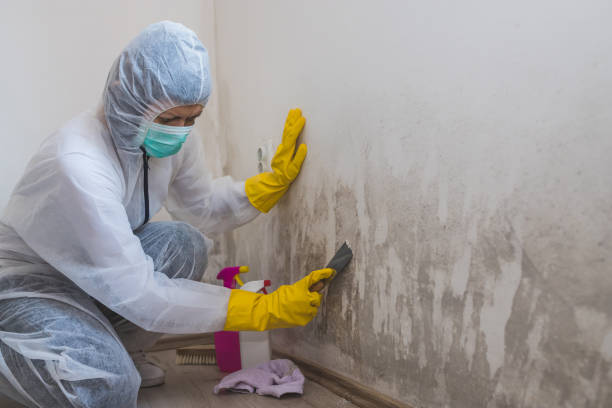 Best Black Mold Removal  in Marengo, IA