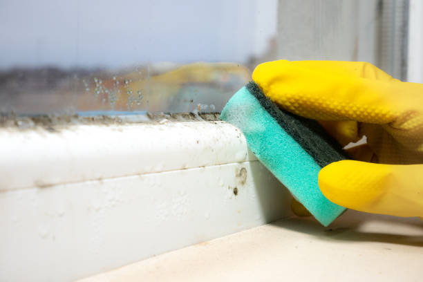 Home Mold Removal in Marengo, IA
