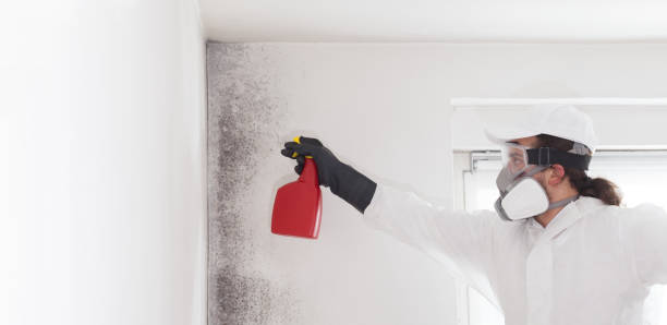 Best Same-Day Mold Removal  in Marengo, IA