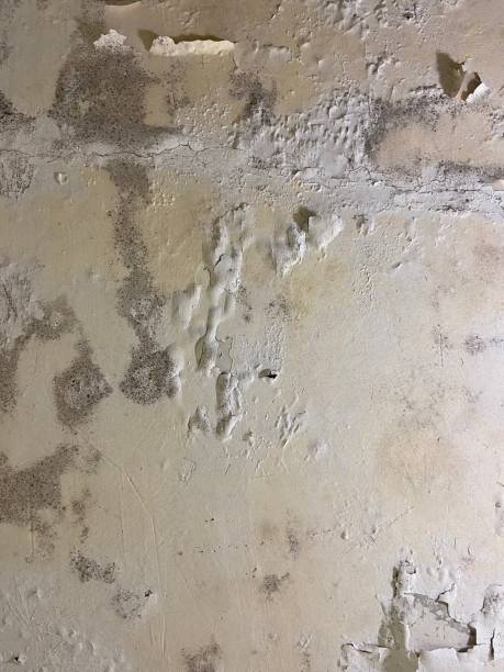 Best Toxic Mold Removal  in Marengo, IA
