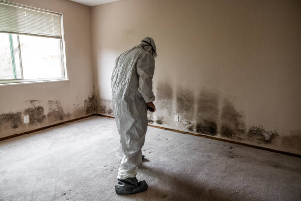 Best Certified Mold Removal  in Marengo, IA
