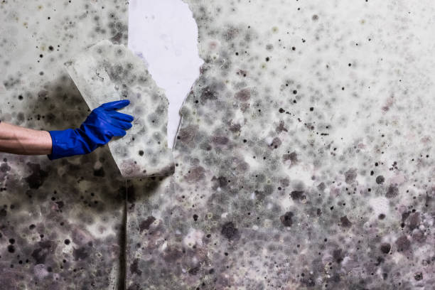 Best Mold Testing  in Marengo, IA