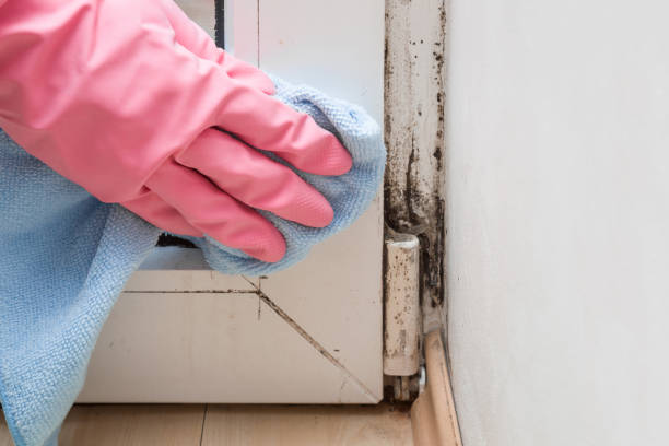 Best Local Mold Removal Service  in Marengo, IA